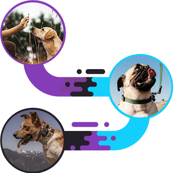 The Three-Step Process training a scared dog
