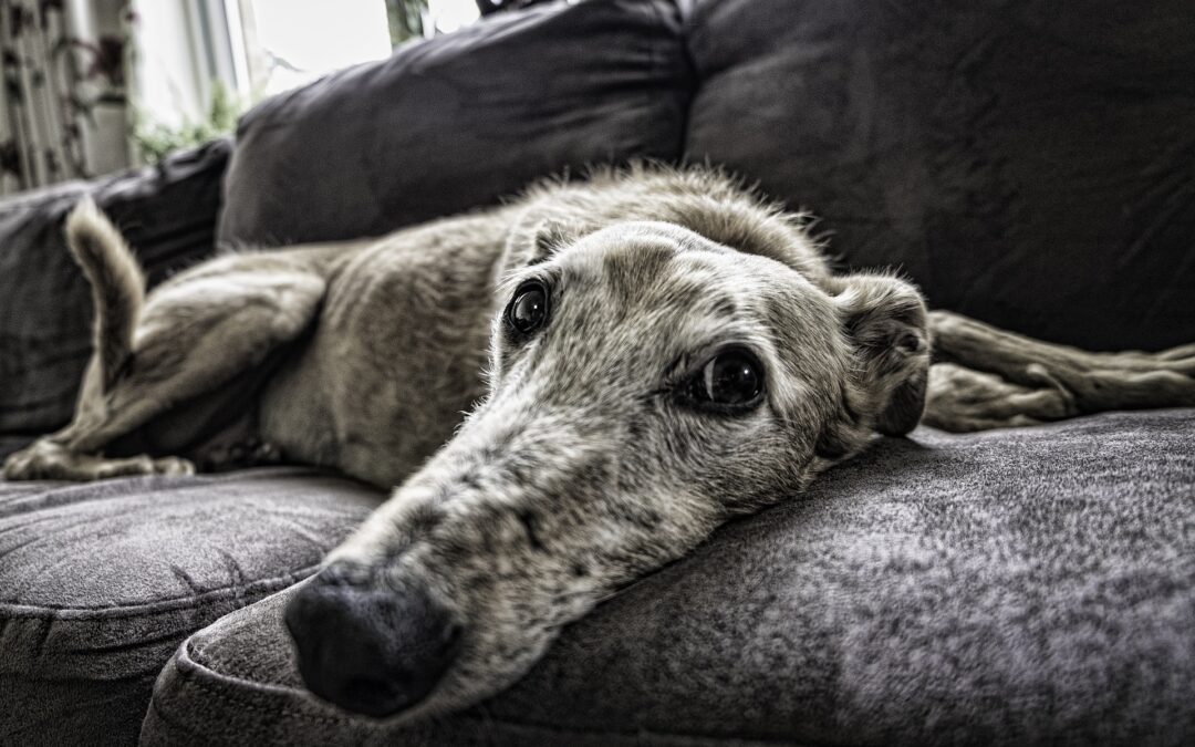 A Day in the Life of a Board and Train Dog at Stellar Canine