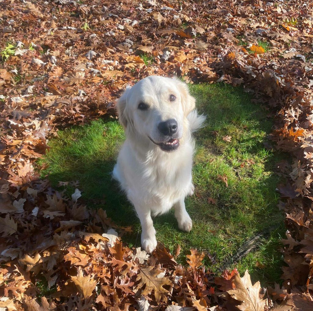 Commands Dogs Should Know - Sit