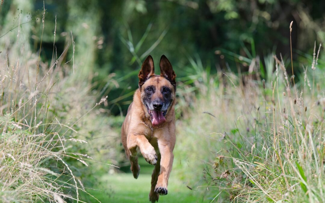 The Ultimate List of Dog Training Commands for Basic and Off-Leash Obedience