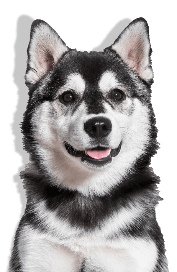 Transparent Dog