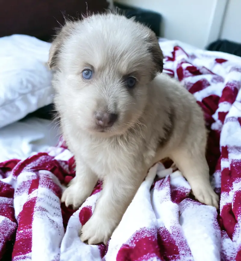 Adams Pomsky Puppy For Sale