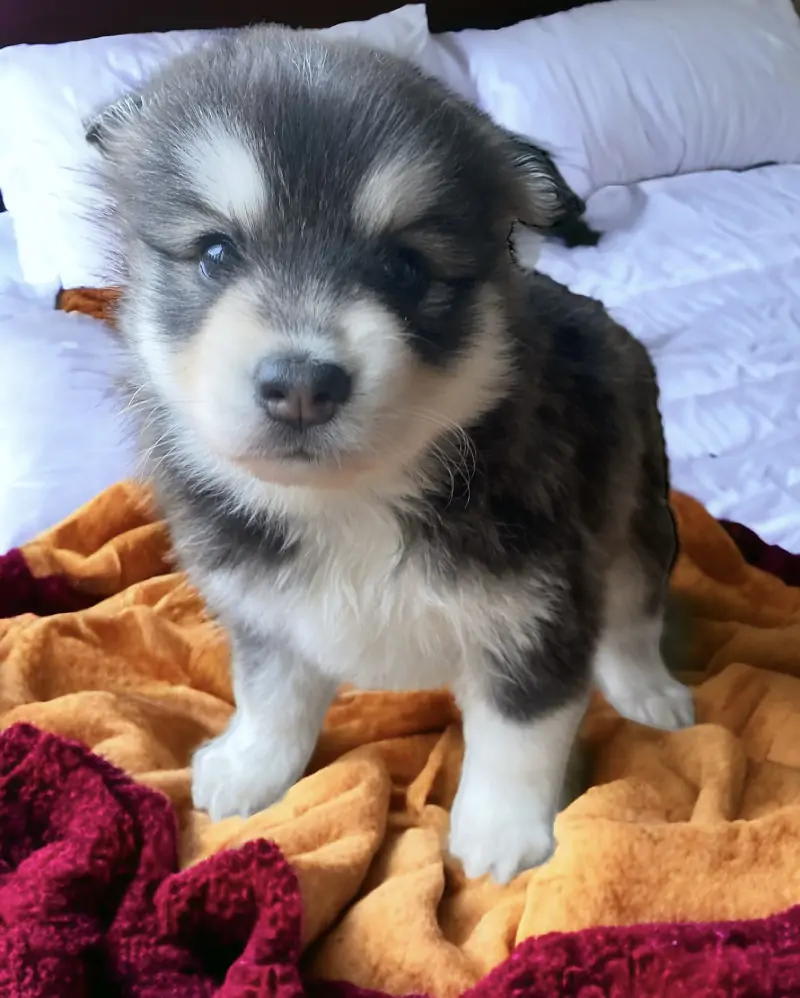 Rainier Pomsky Pup For Sale