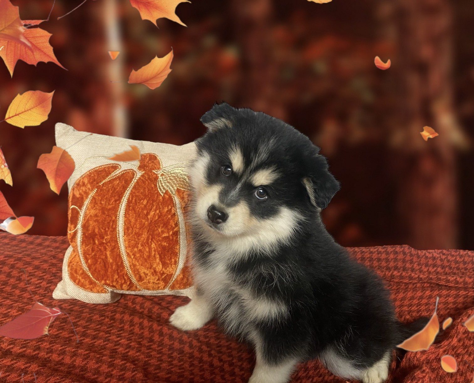 Rainier Pomsky Pup For Sale