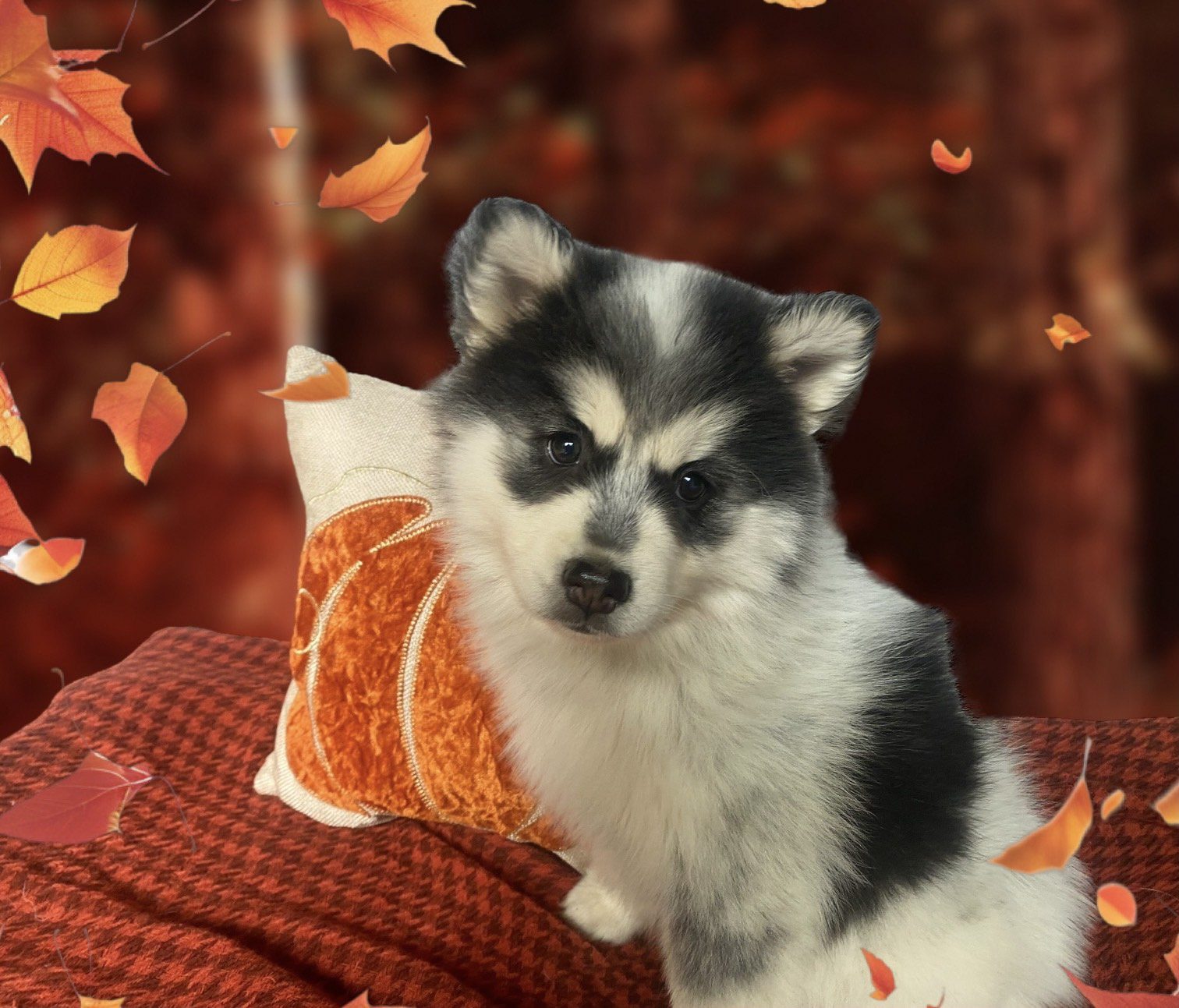 Glacier Pomsky For Sale