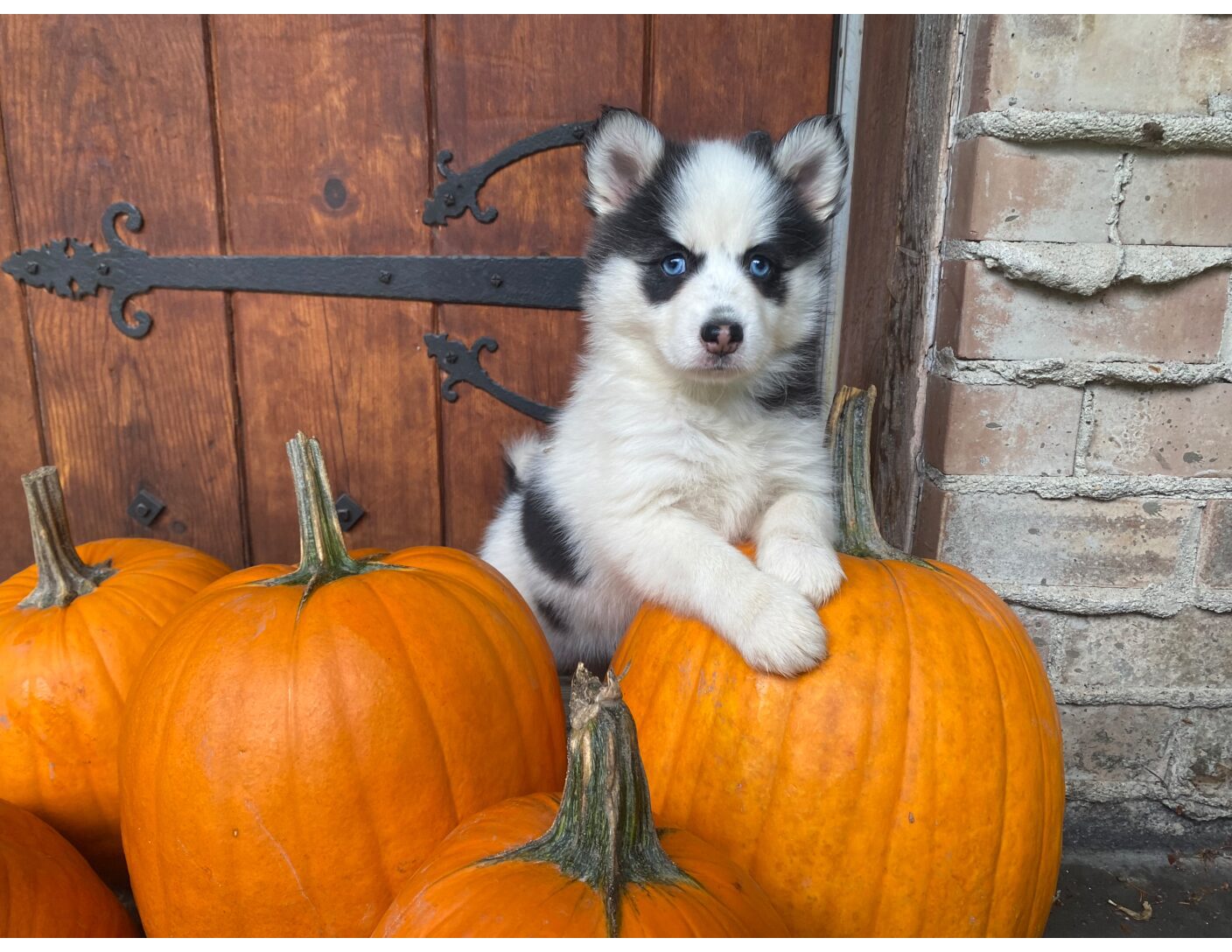 Adams Pomsky Puppy For Sale