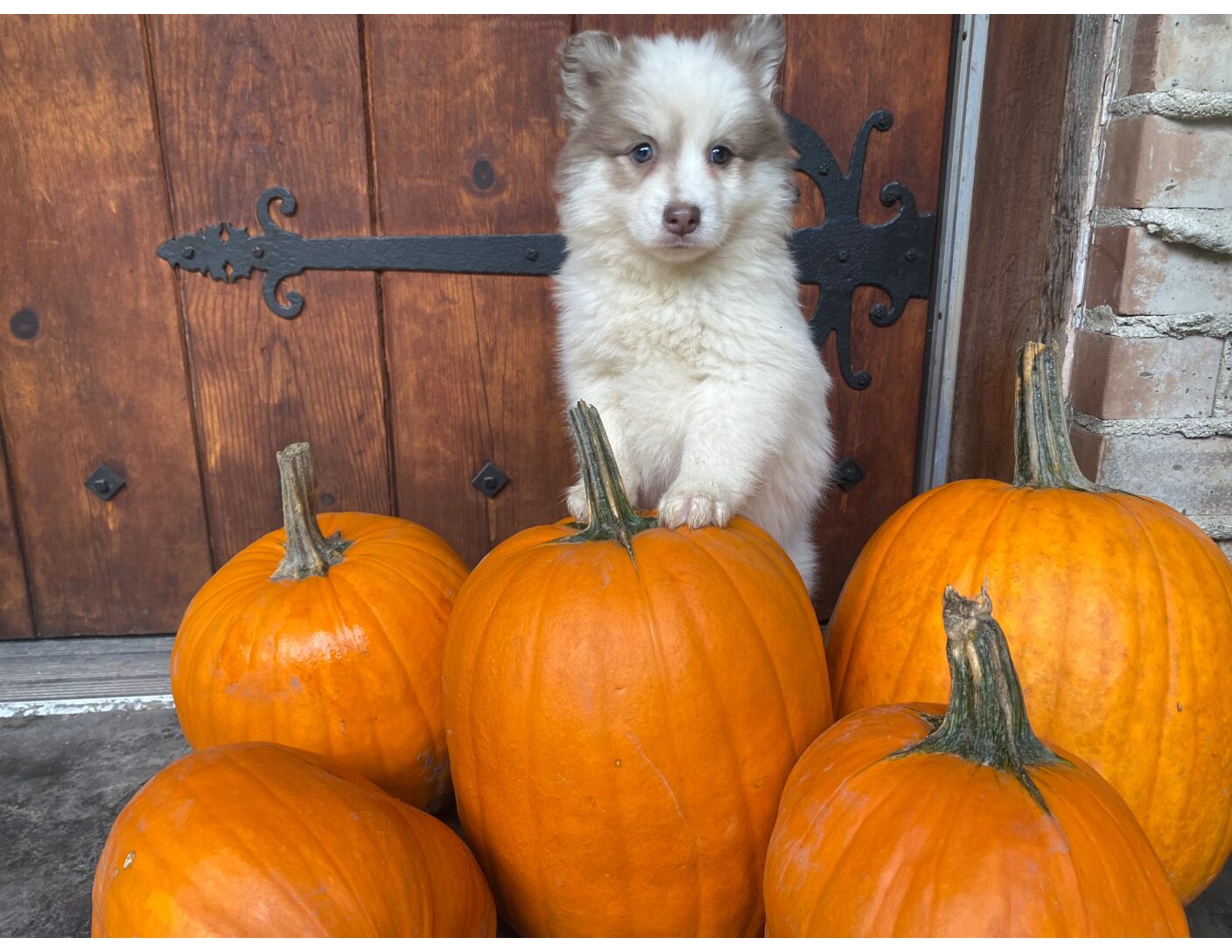 Saint Pomsky Puppy For Sale