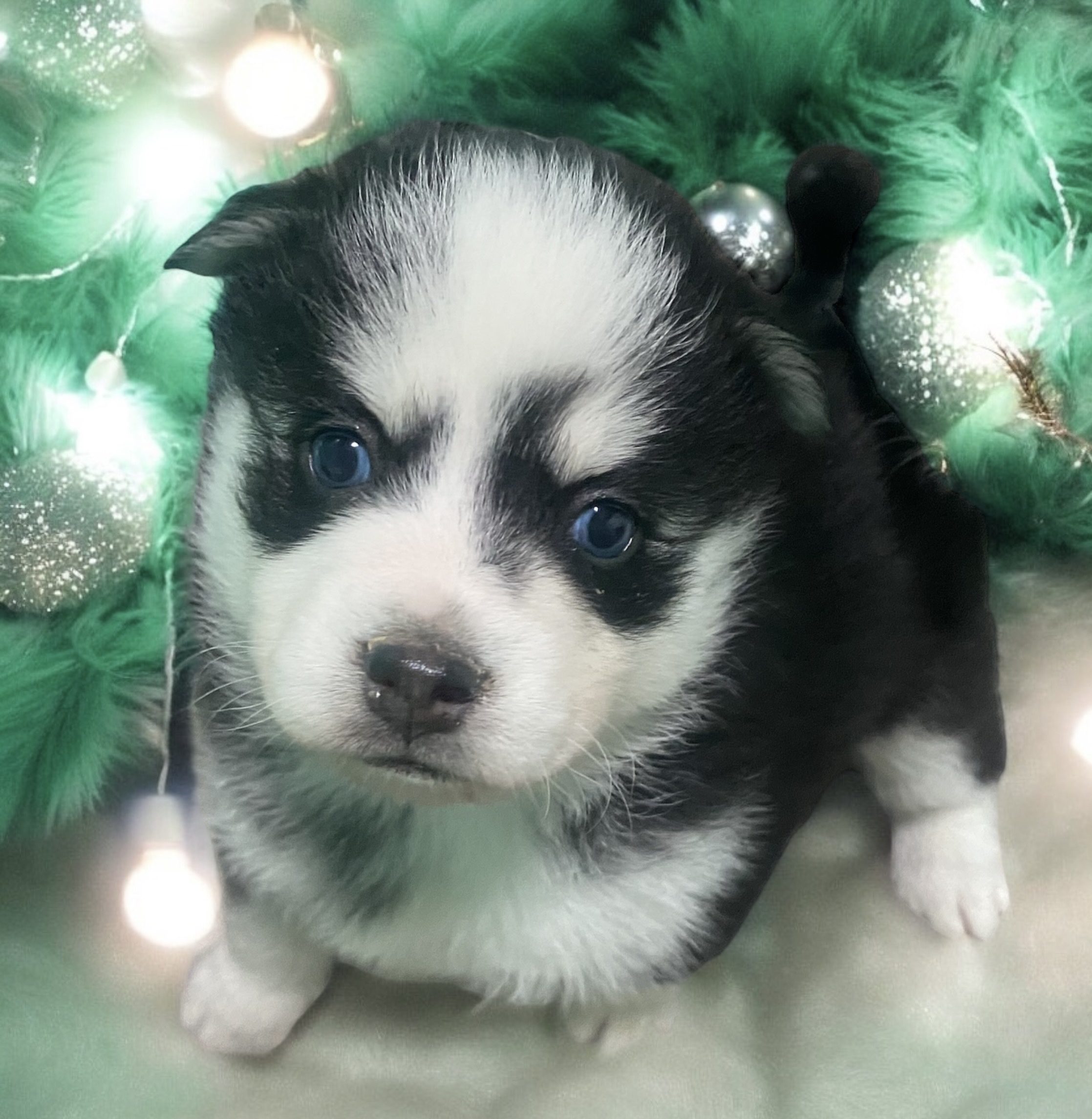 prancer pomsky for sale