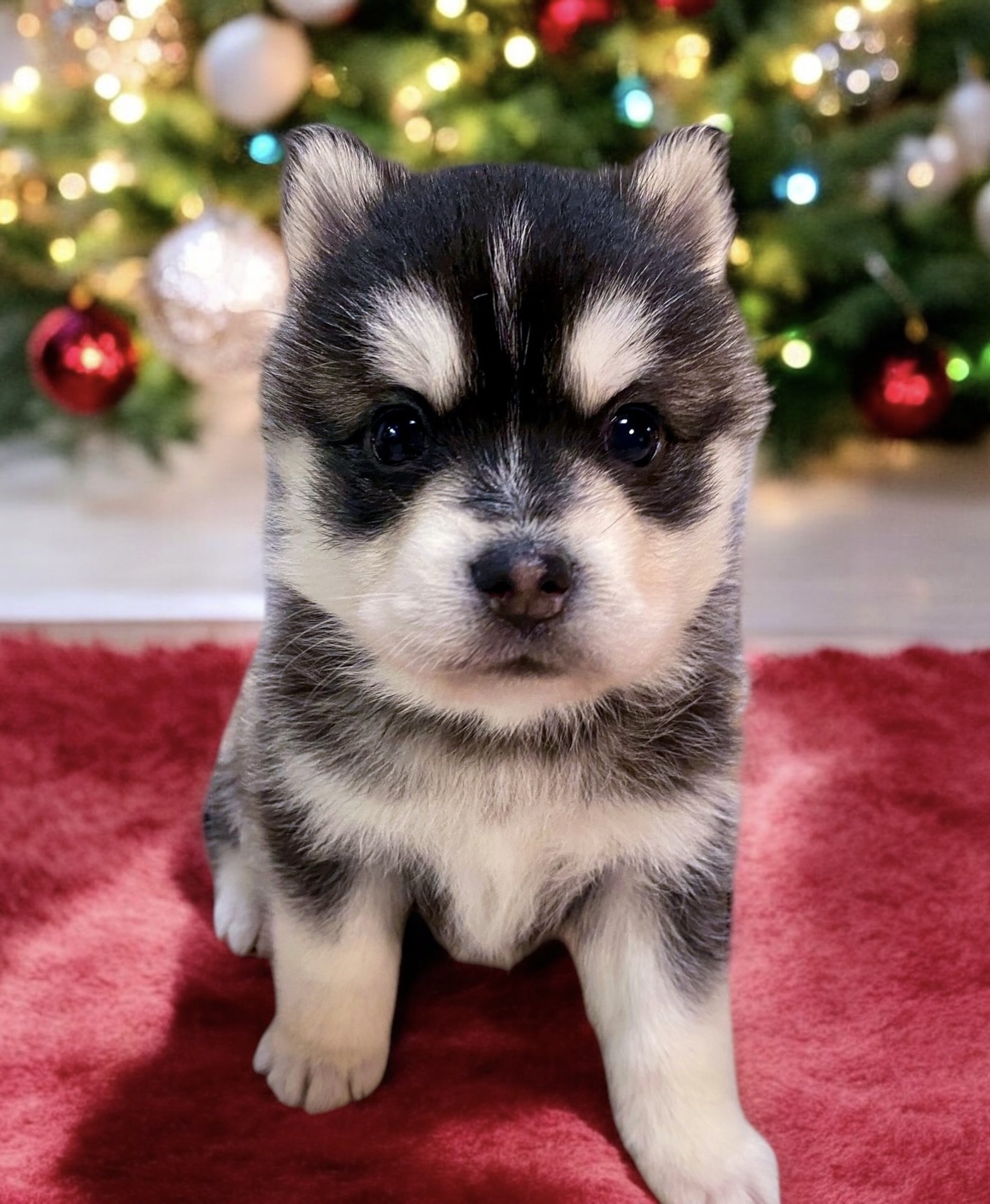 Glacier Pomsky For Sale