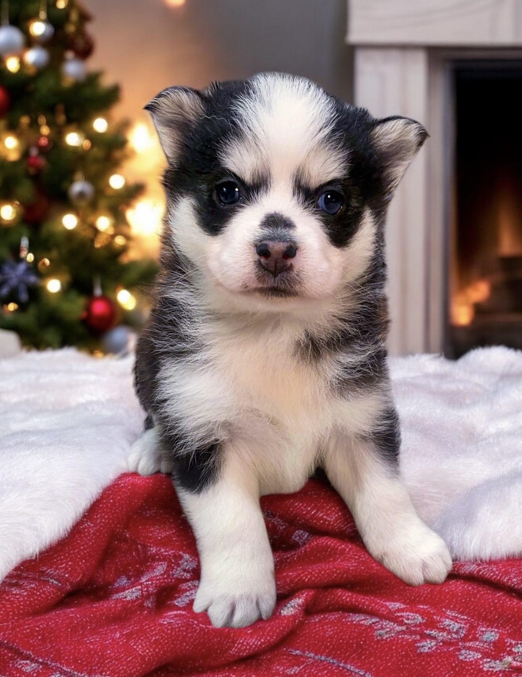 Adams Pomsky Puppy For Sale