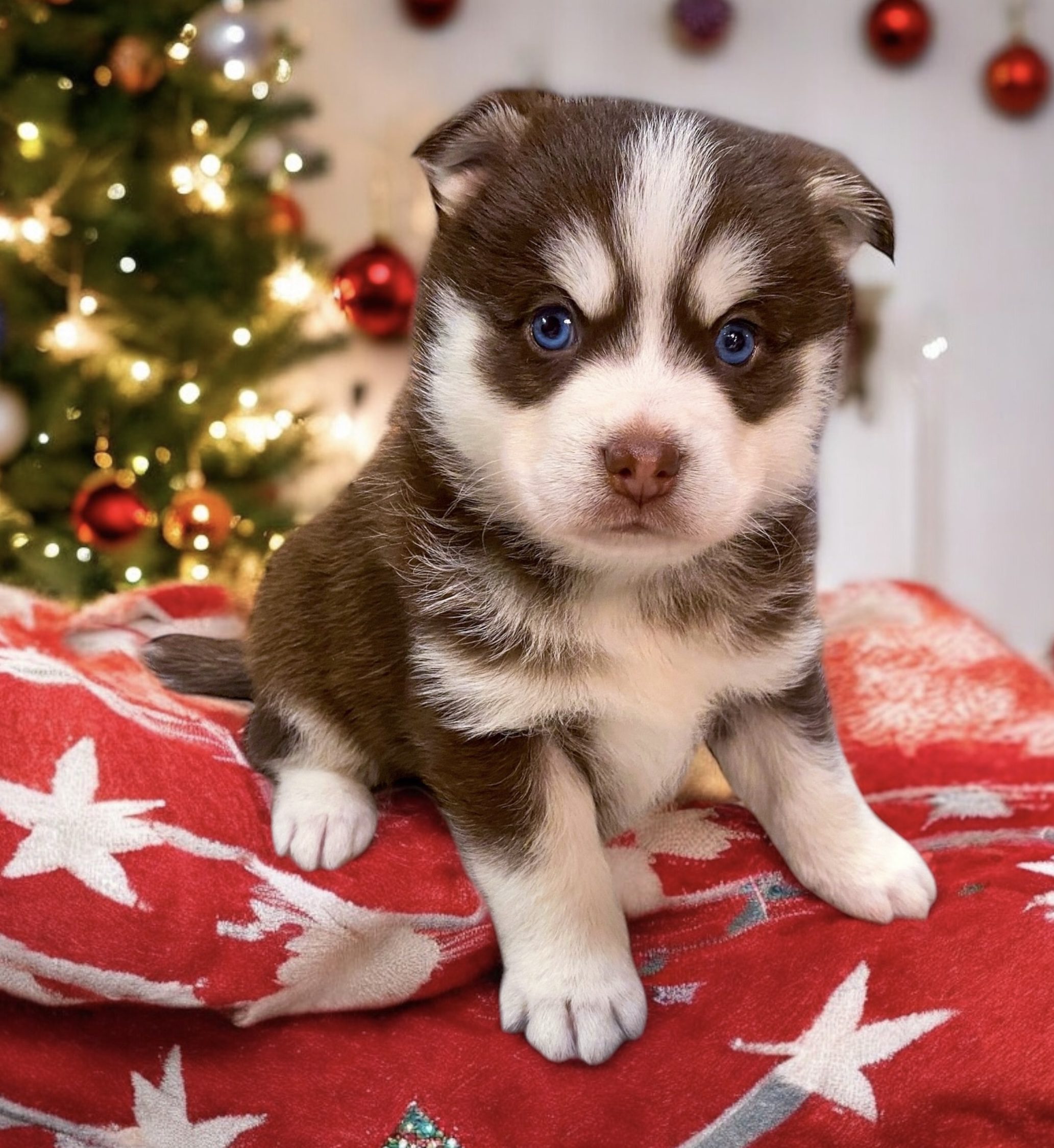 Rainier Pomsky Pup For Sale