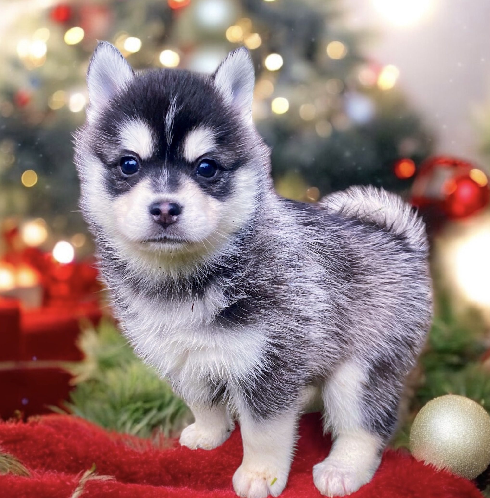 Glacier Pomsky For Sale