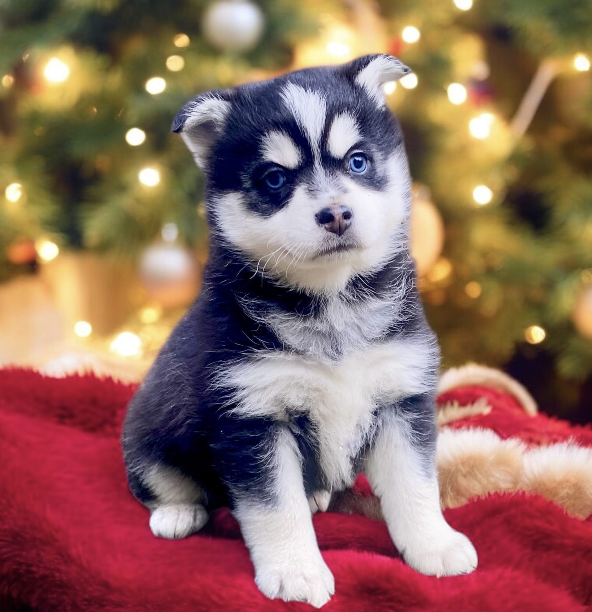 Saint Pomsky Puppy For Sale