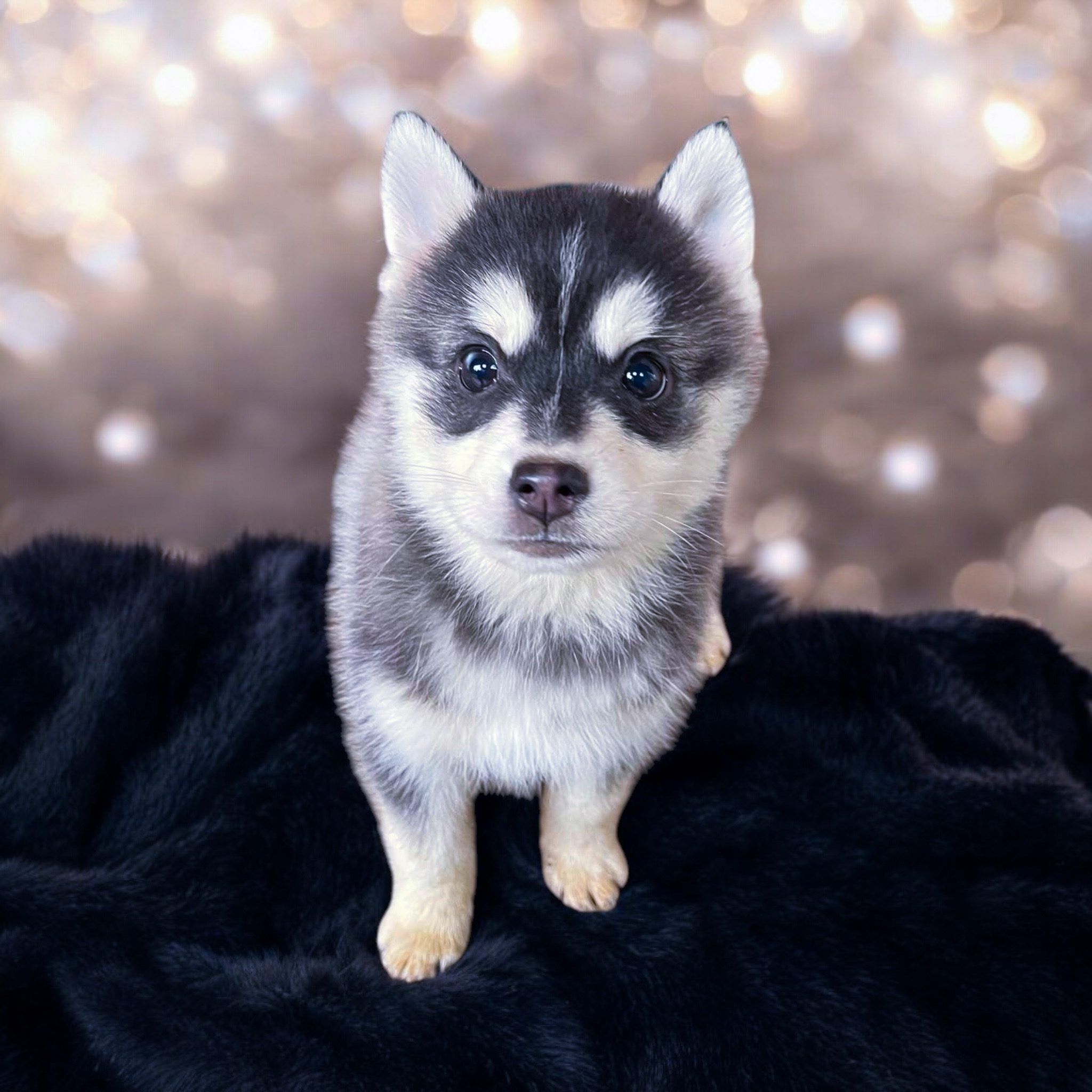 Glacier Pomsky For Sale