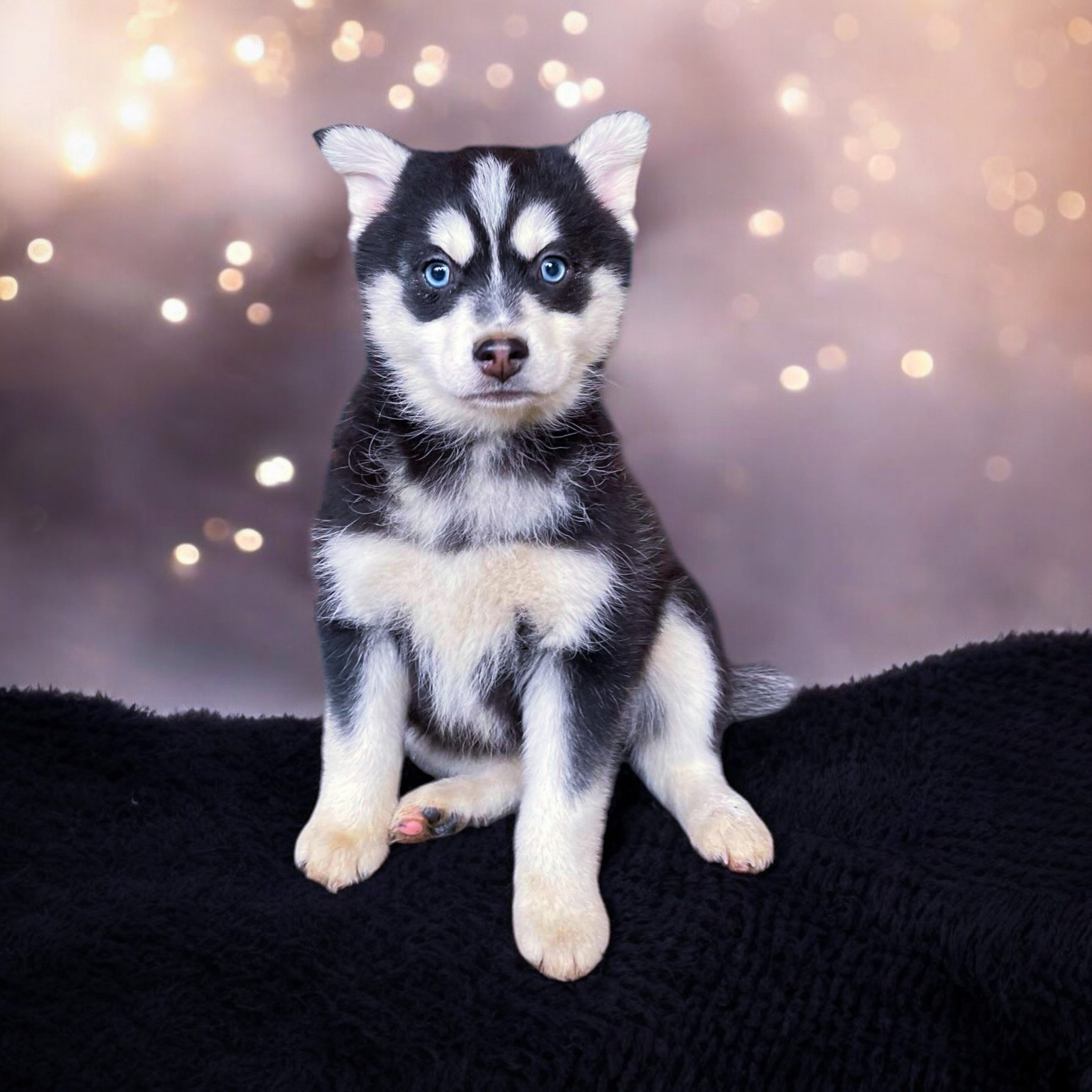 Saint Pomsky Puppy For Sale