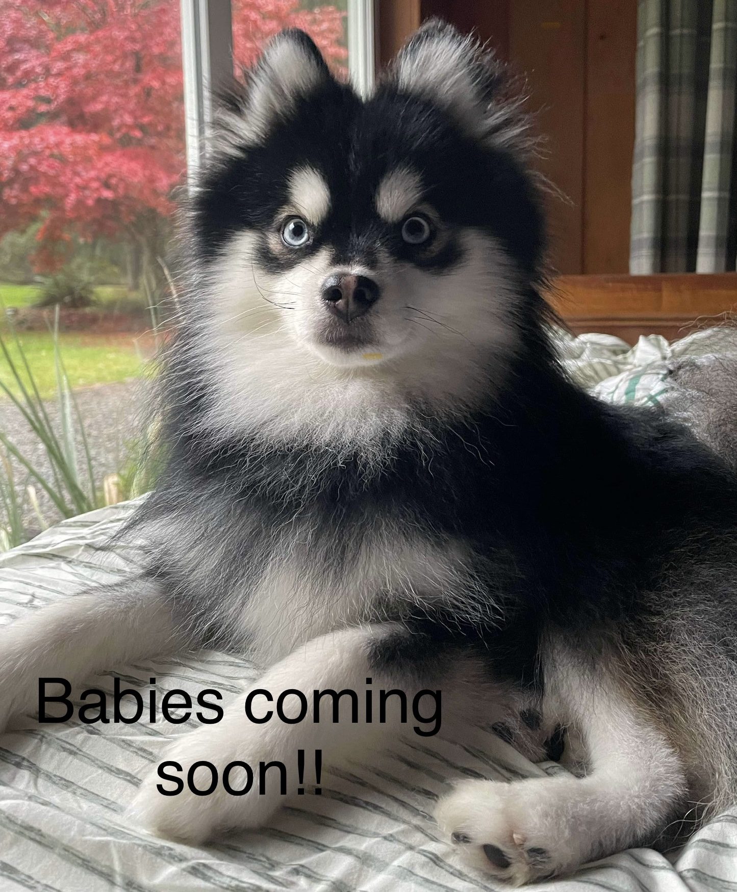 Rainier Pomsky Pup For Sale