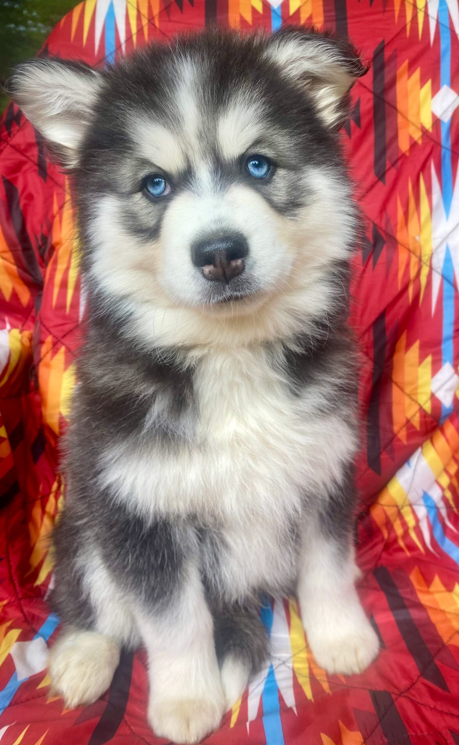 48A4E9B9 EB45 48EA B6B9 22F6774D073F Rainier Pomsky Pup For Sale