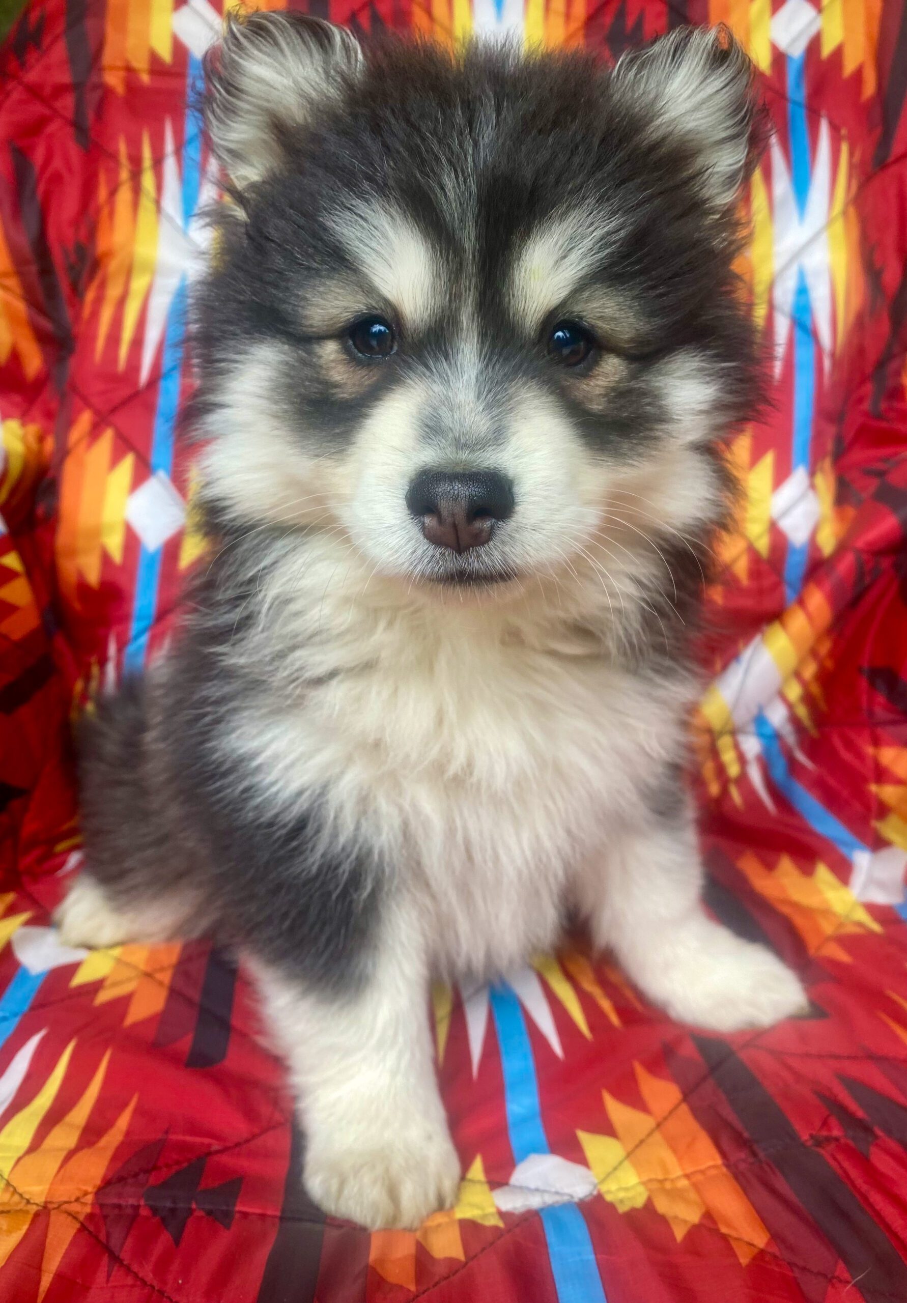 Baker Pomsky For Sale