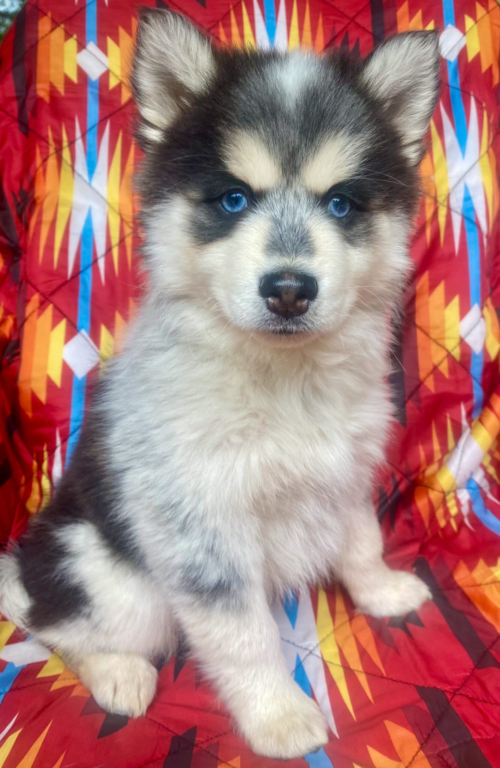Glacier Pomsky For Sale