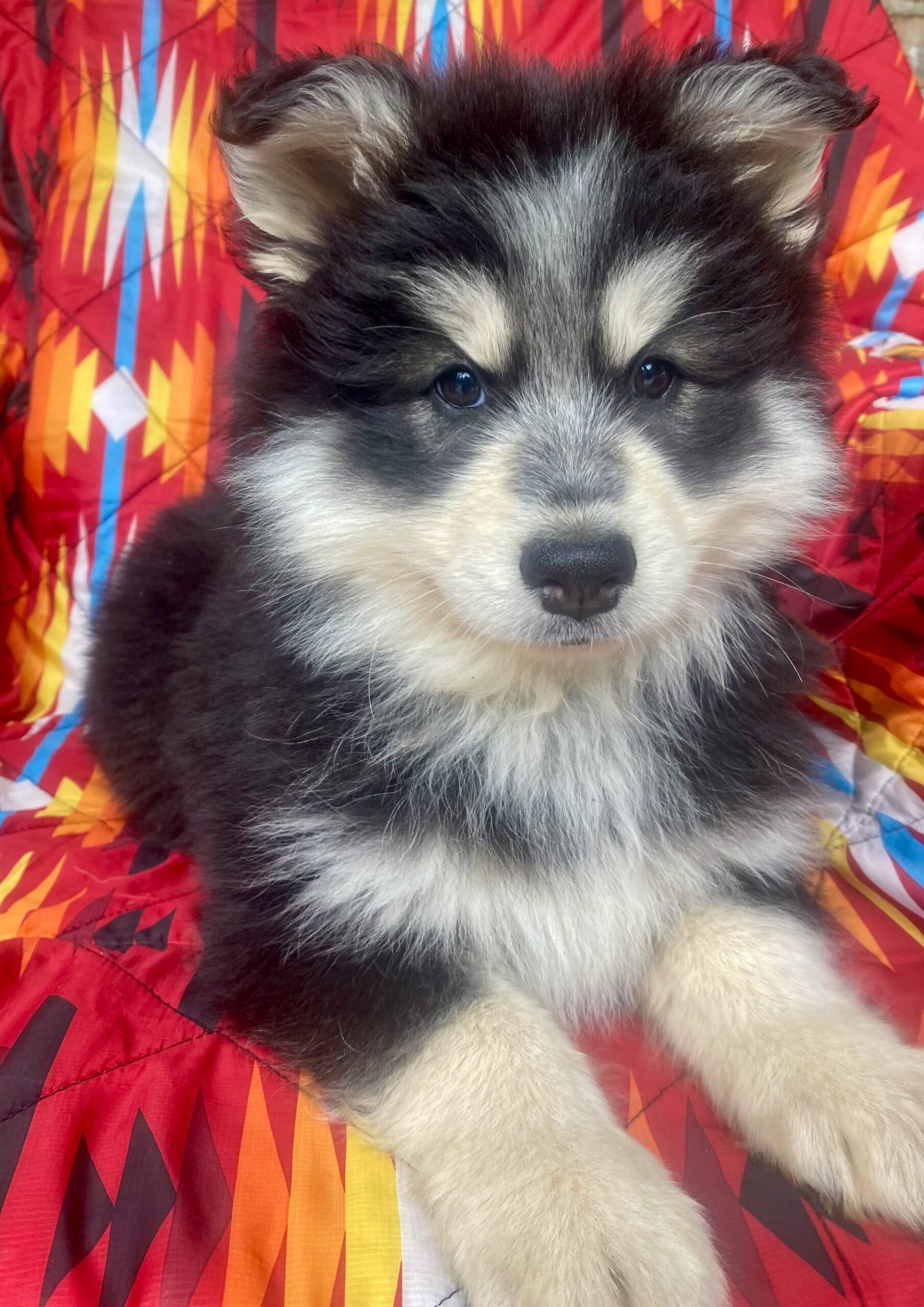 Saint Pomsky Puppy For Sale