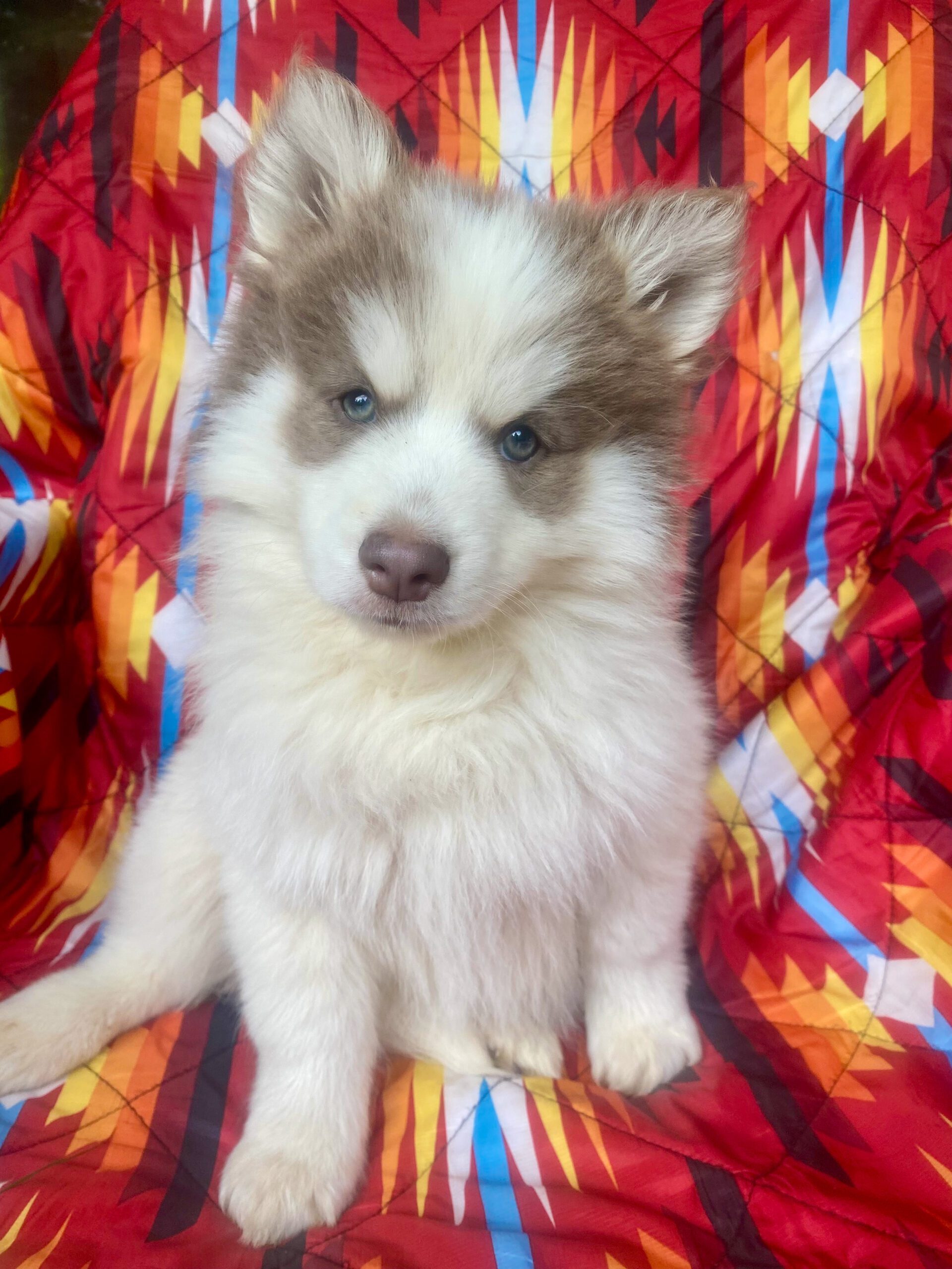 Adams Pomsky Puppy For Sale